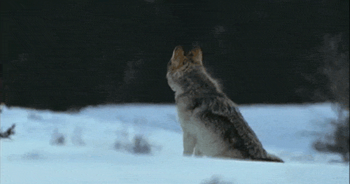 animated gif of a wolf howling in the snow.